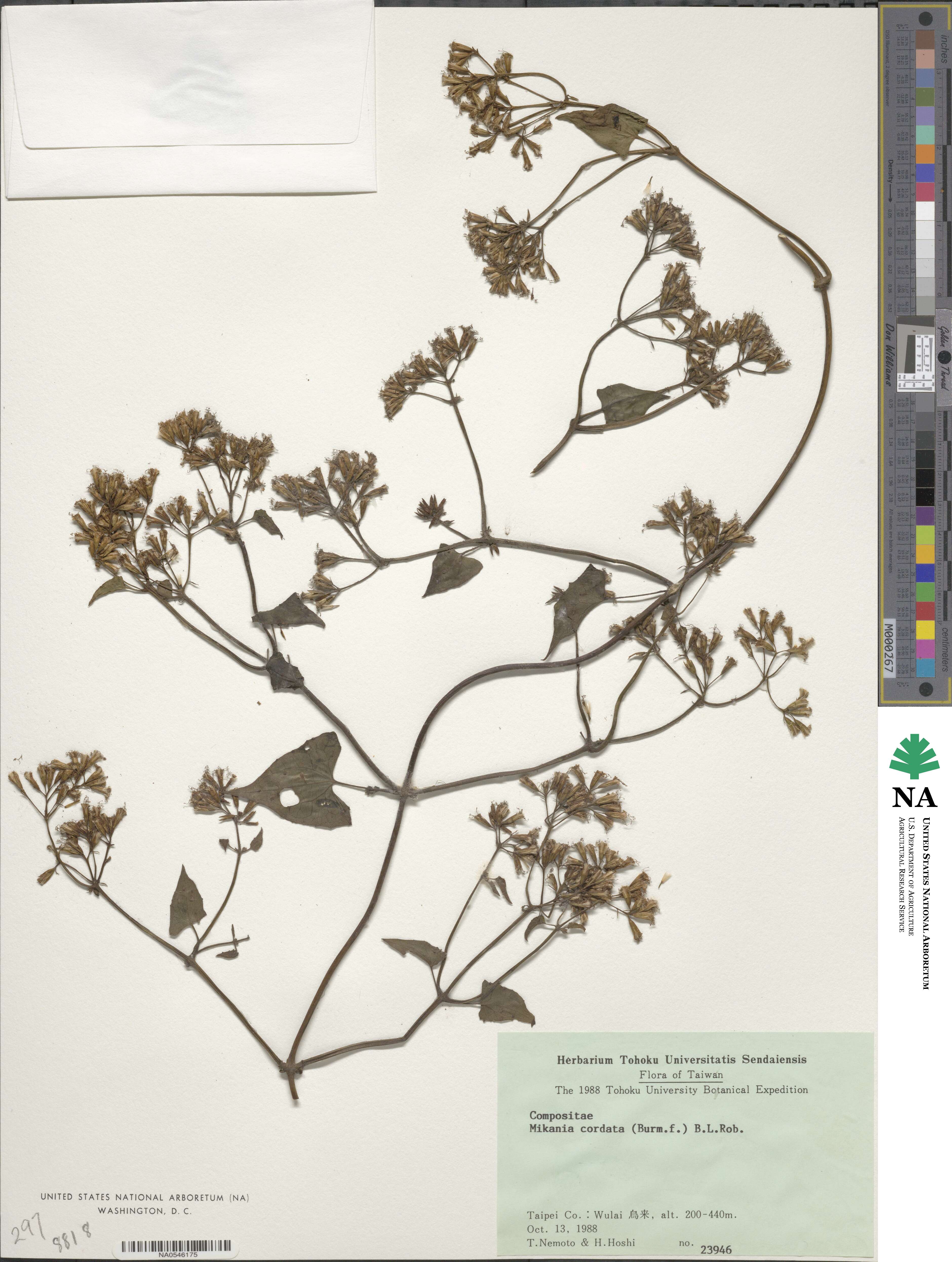 Mikania cordata image