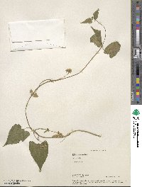 Mikania scandens image