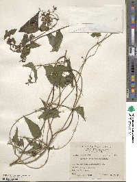 Mikania scandens image