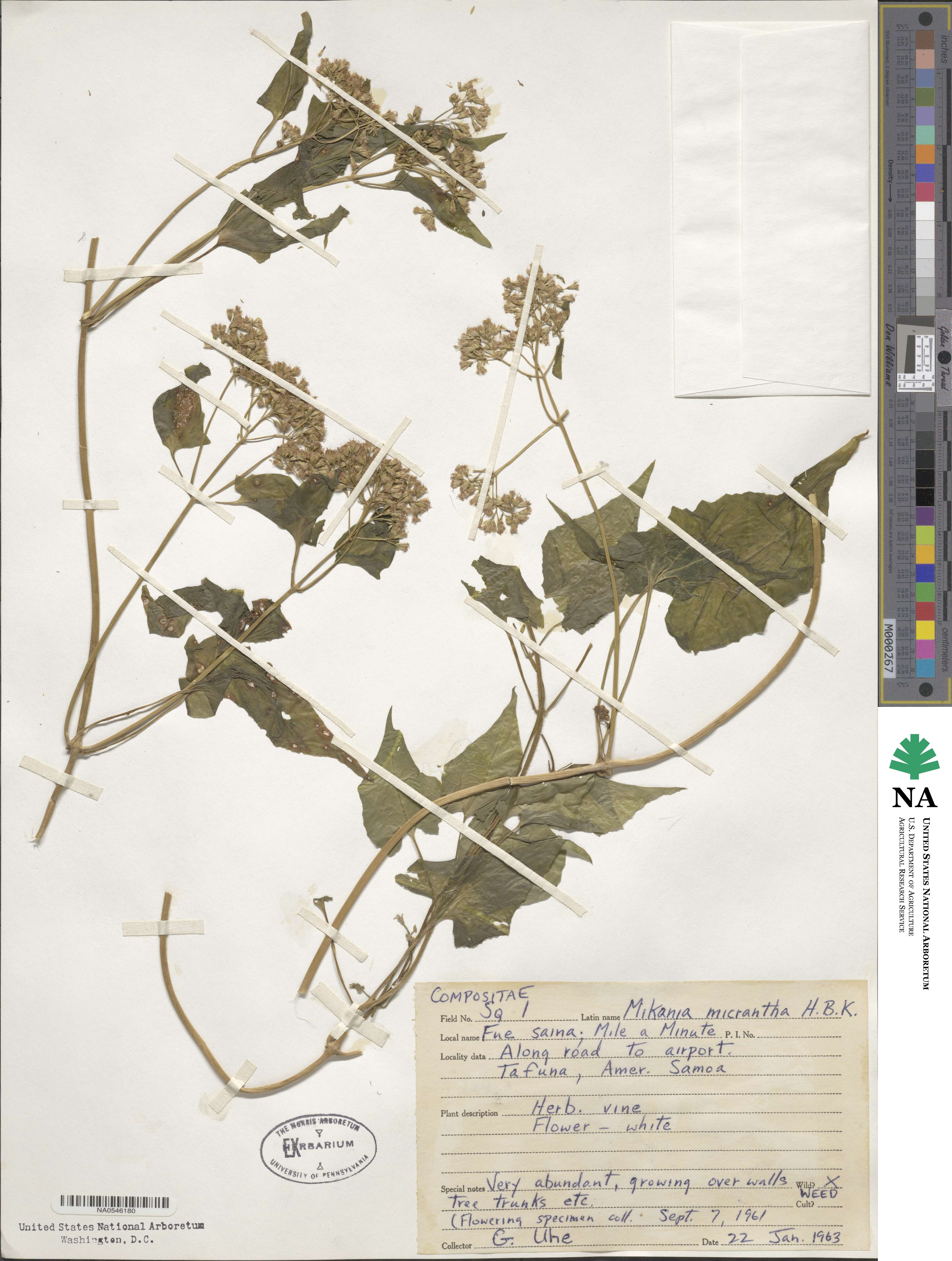 Mikania micrantha image
