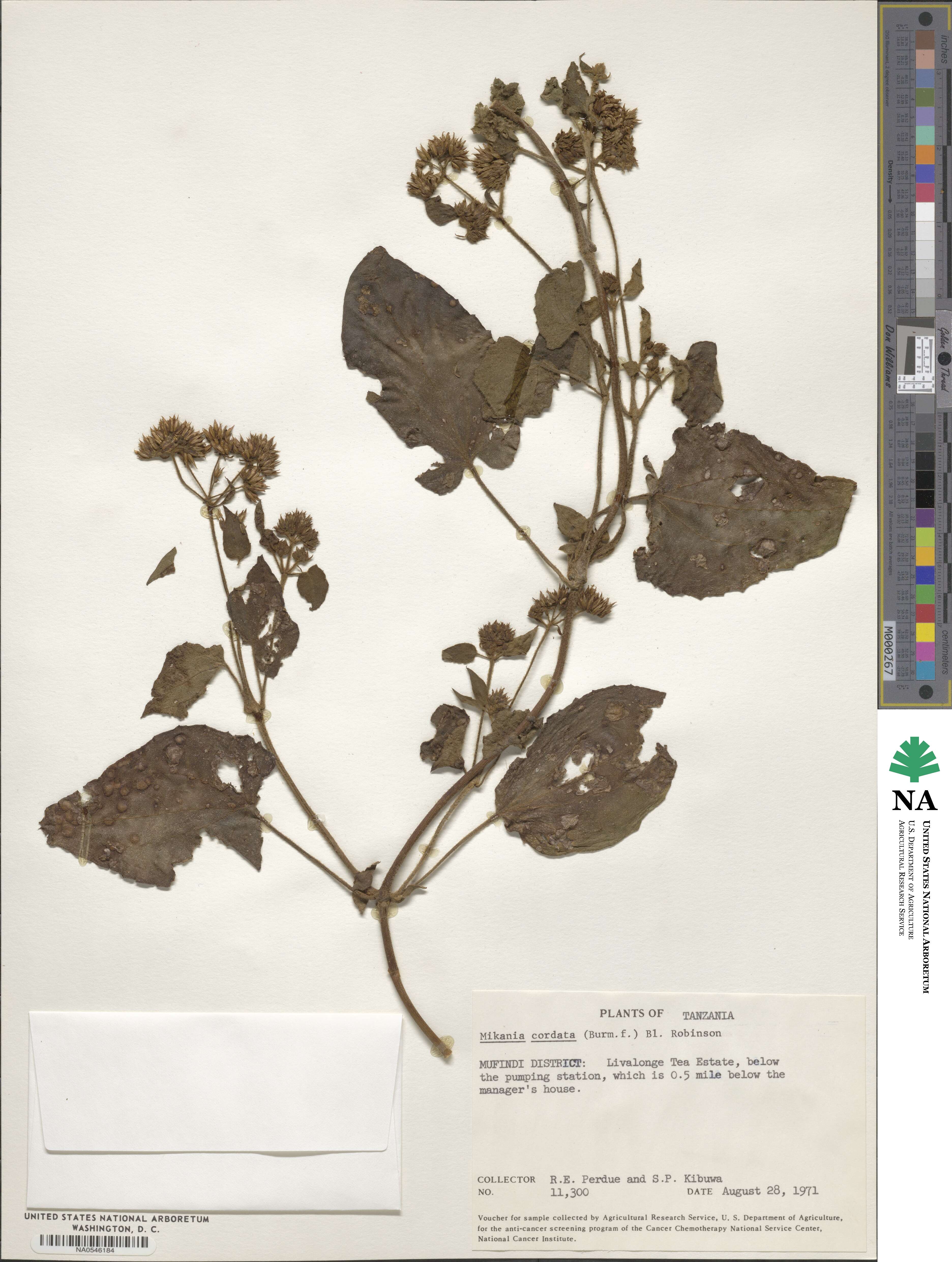 Mikania cordata image