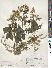 Mikania cordata image