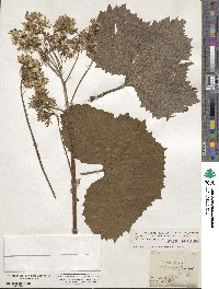 Adenostyles alliariae subsp. alliariae image