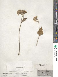 Adenostyles alliariae subsp. alliariae image