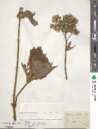 Adenostyles alliariae subsp. alliariae image