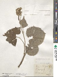 Adenostyles leucophylla image