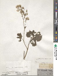 Adenostyles leucophylla image