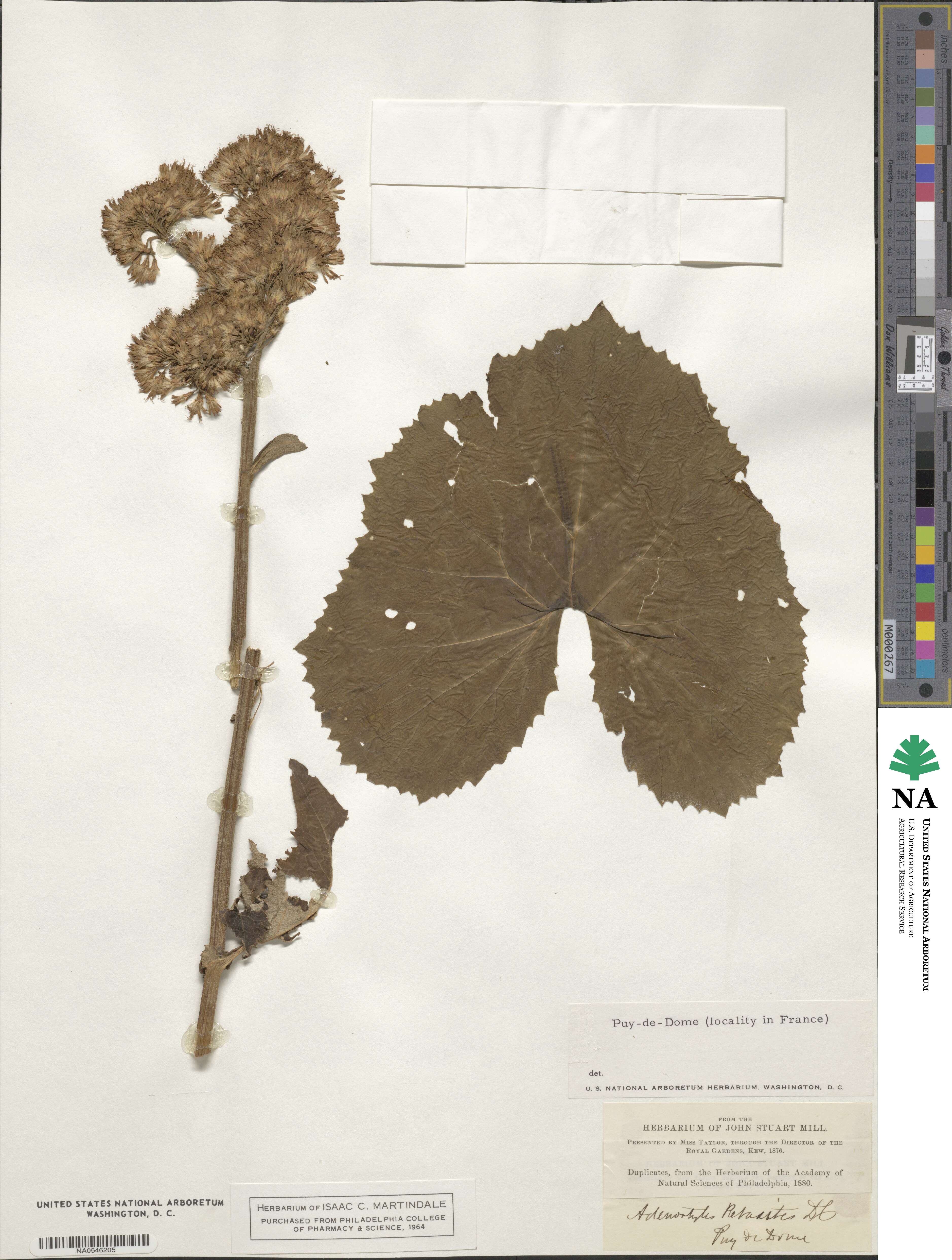 Adenostyles alliariae subsp. alliariae image