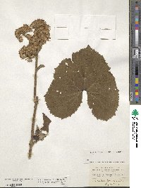 Adenostyles alliariae subsp. alliariae image