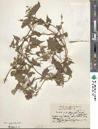 Mikania periplocifolia image