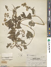 Mikania periplocifolia image