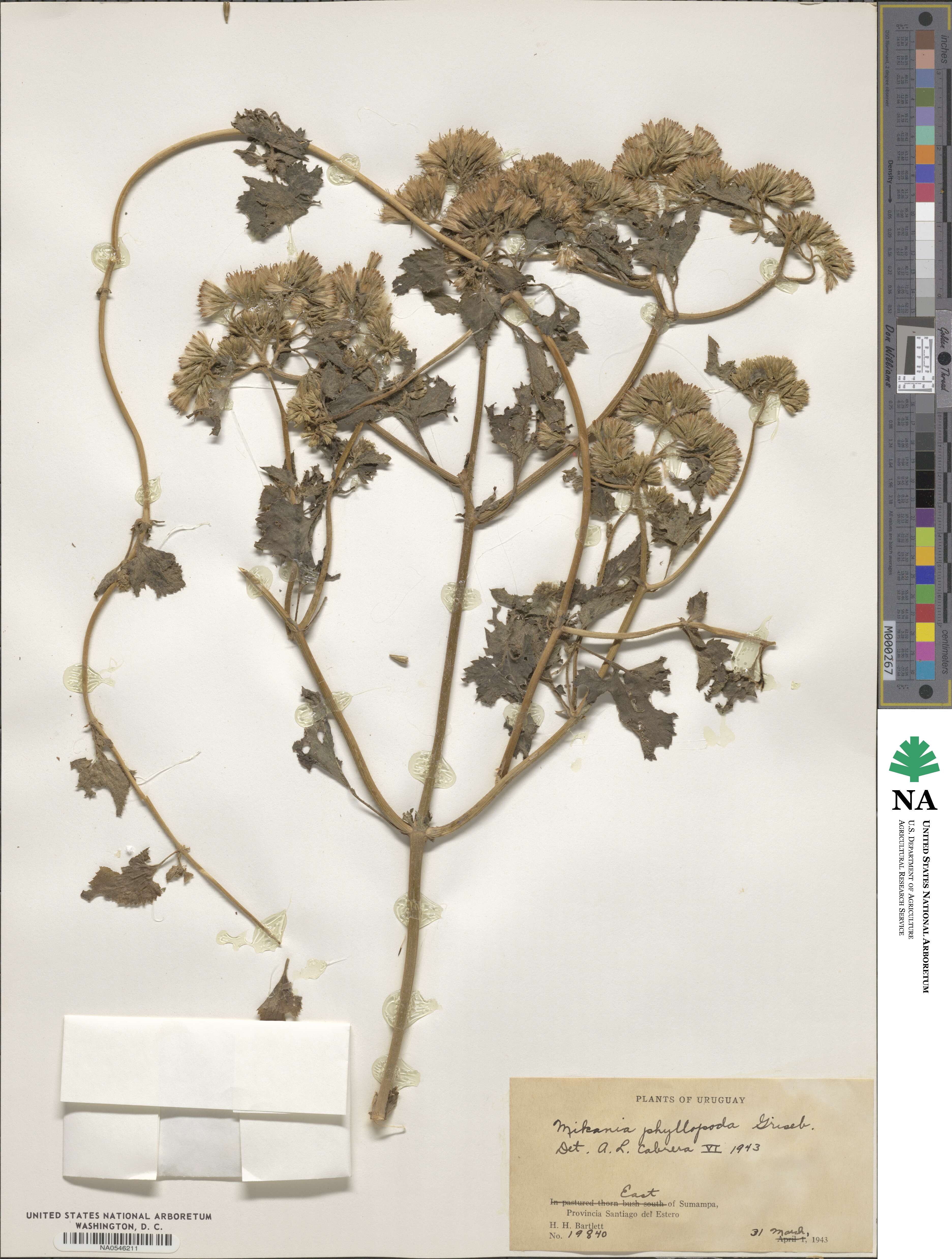 Mikania urticifolia image