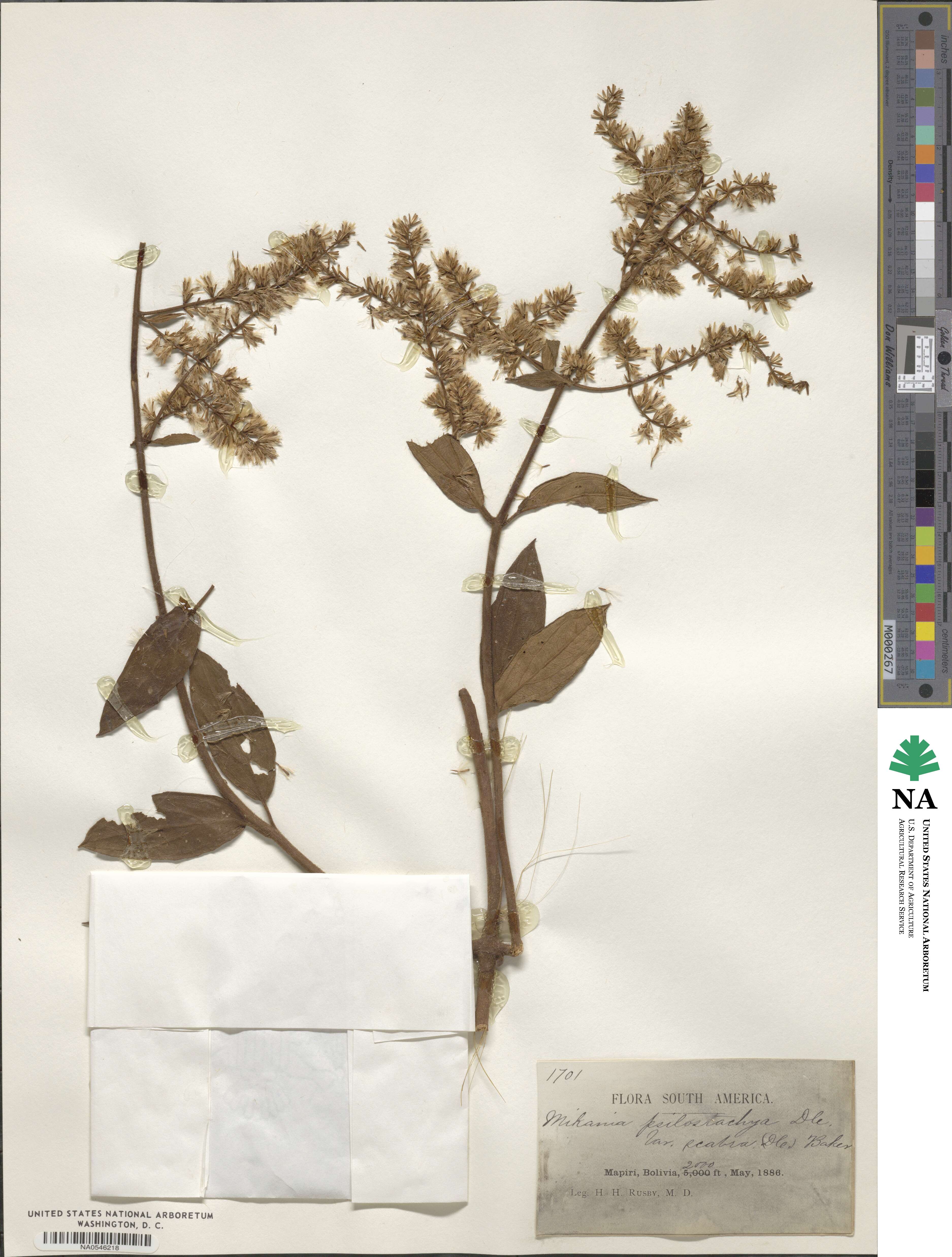 Mikania psilostachya image