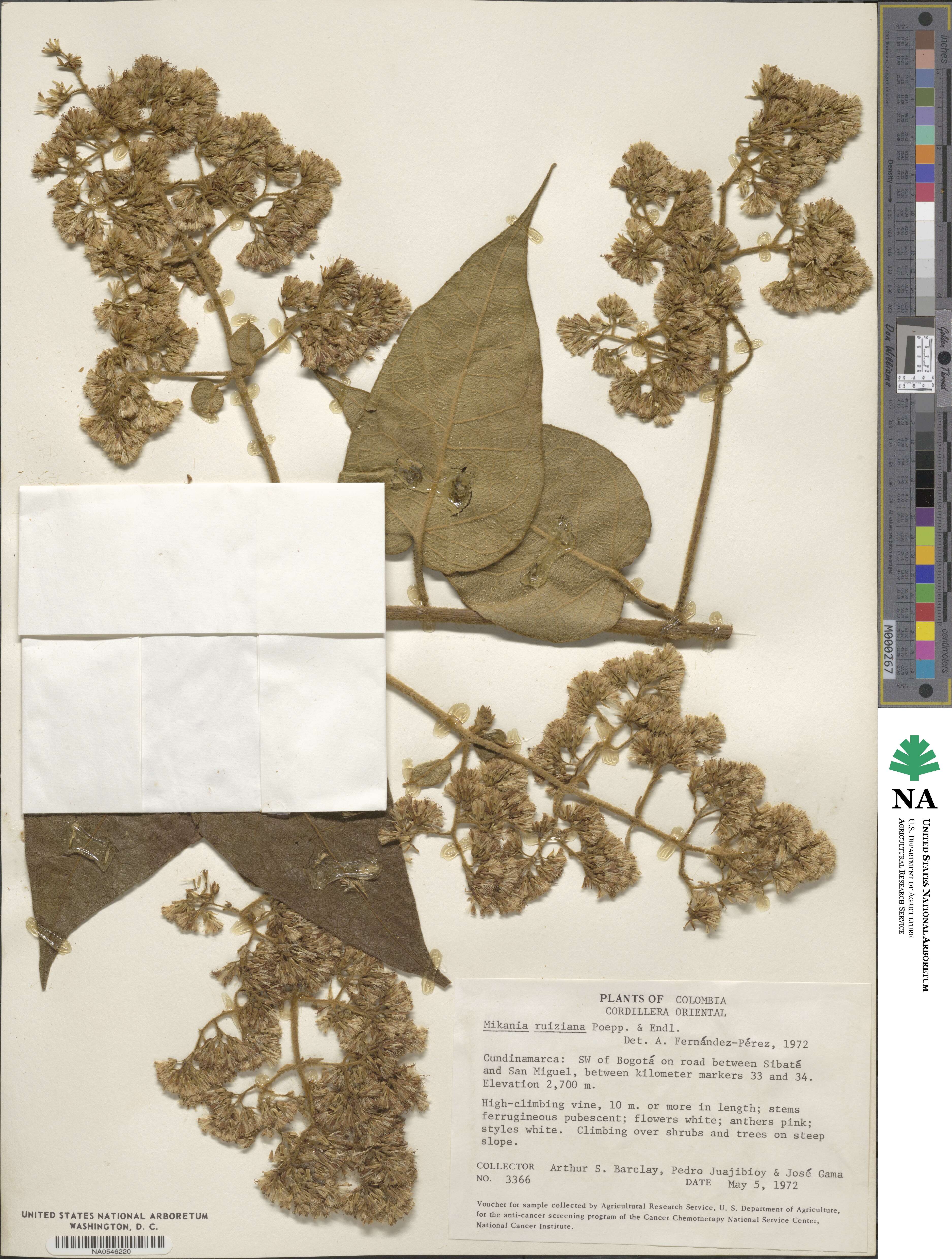 Mikania banisteriae image