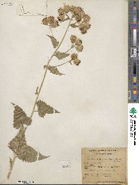 Image of Brickellia grandiflora