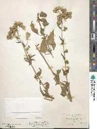 Brickellia grandiflora image