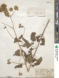 Brickellia grandiflora image