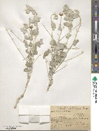 Brickellia incana image