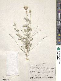 Brickellia incana image