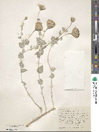 Brickellia incana image