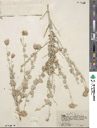 Brickellia incana image