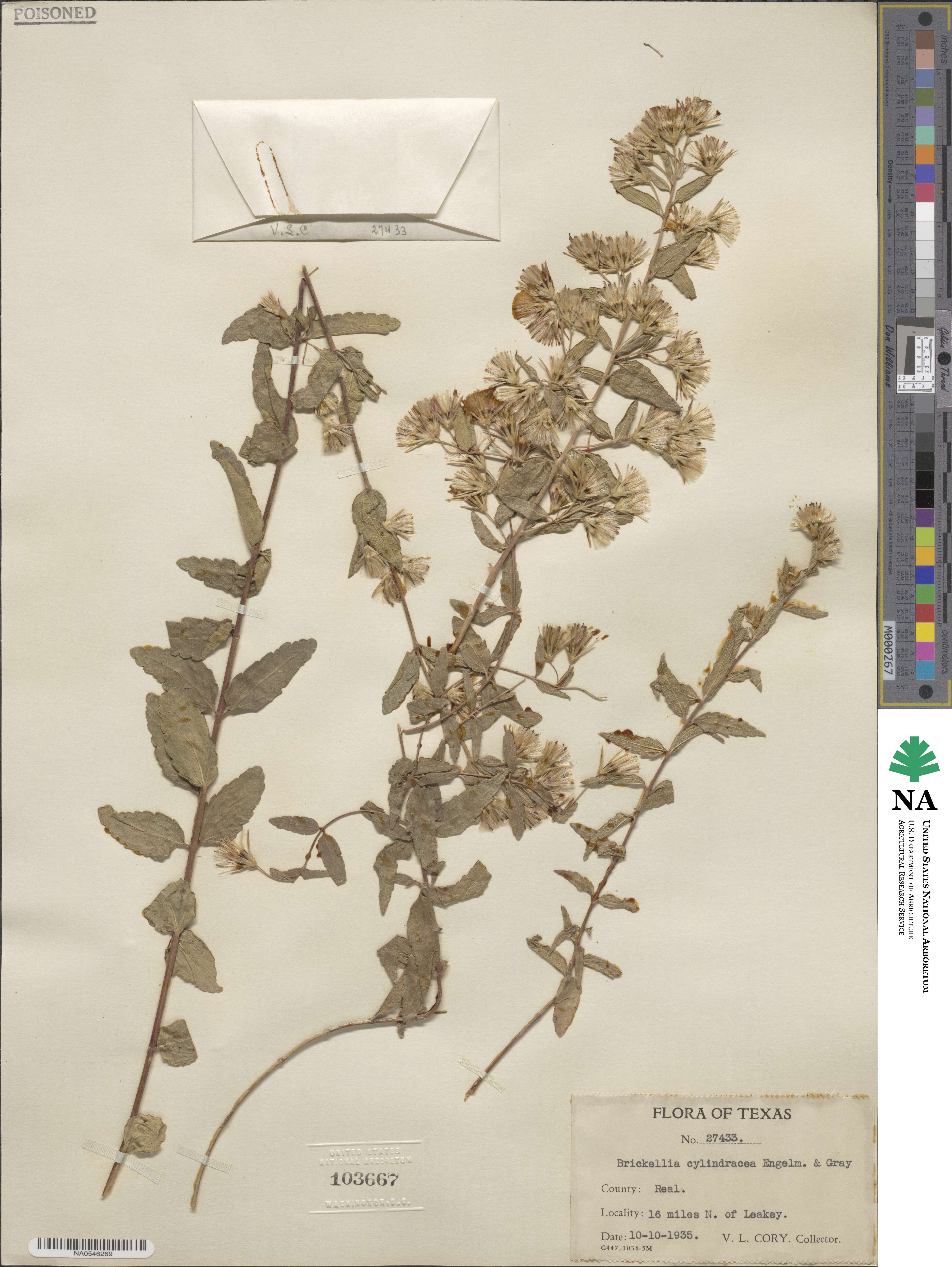 Brickellia cylindracea image