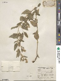 Brickellia cylindracea image