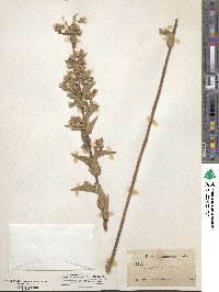 Brickellia cylindracea image