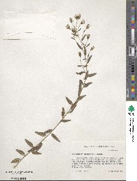 Brickellia cylindracea image