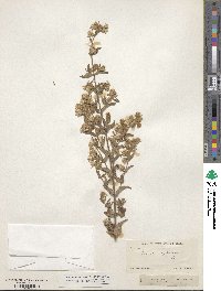 Brickellia cylindracea image