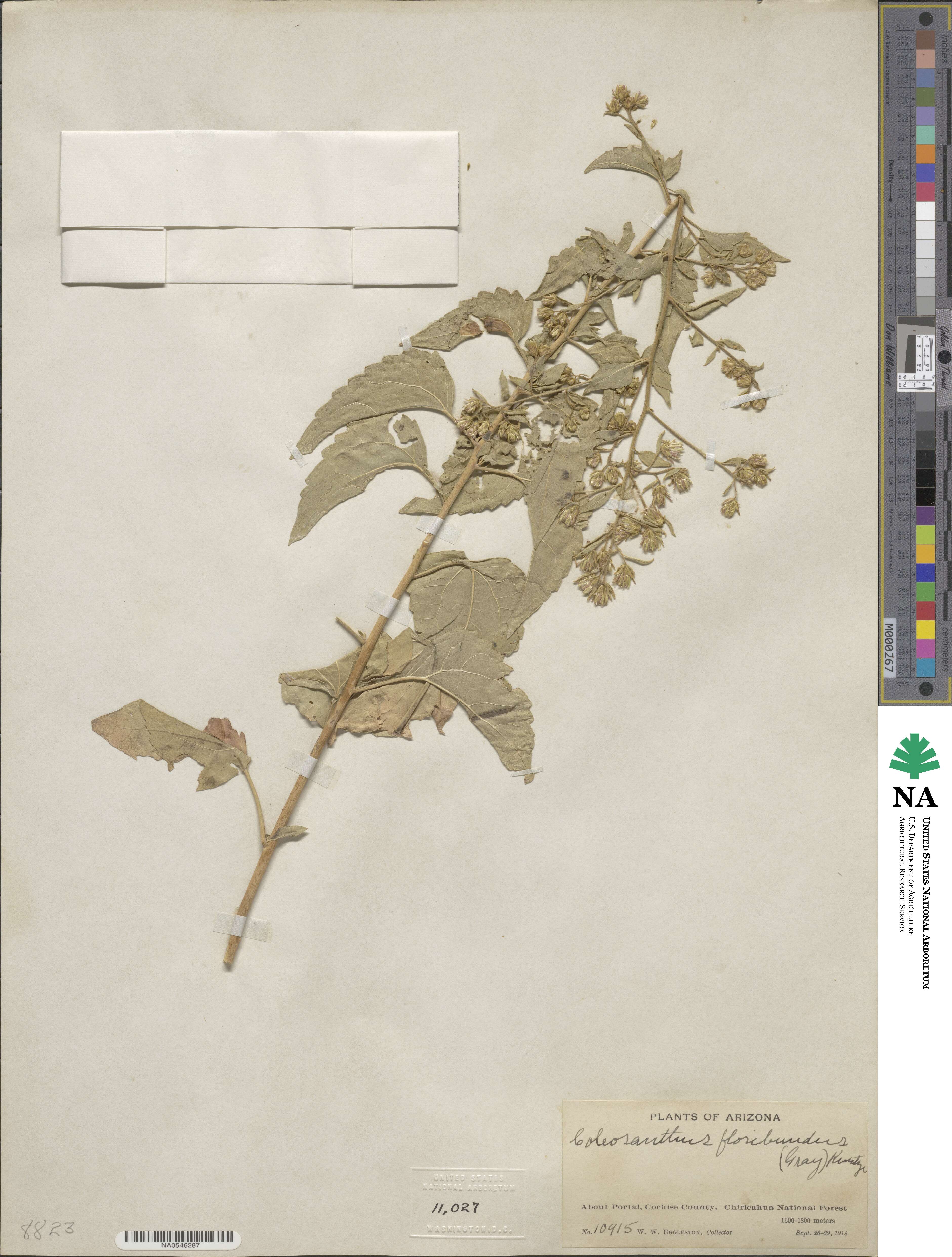Brickellia floribunda image