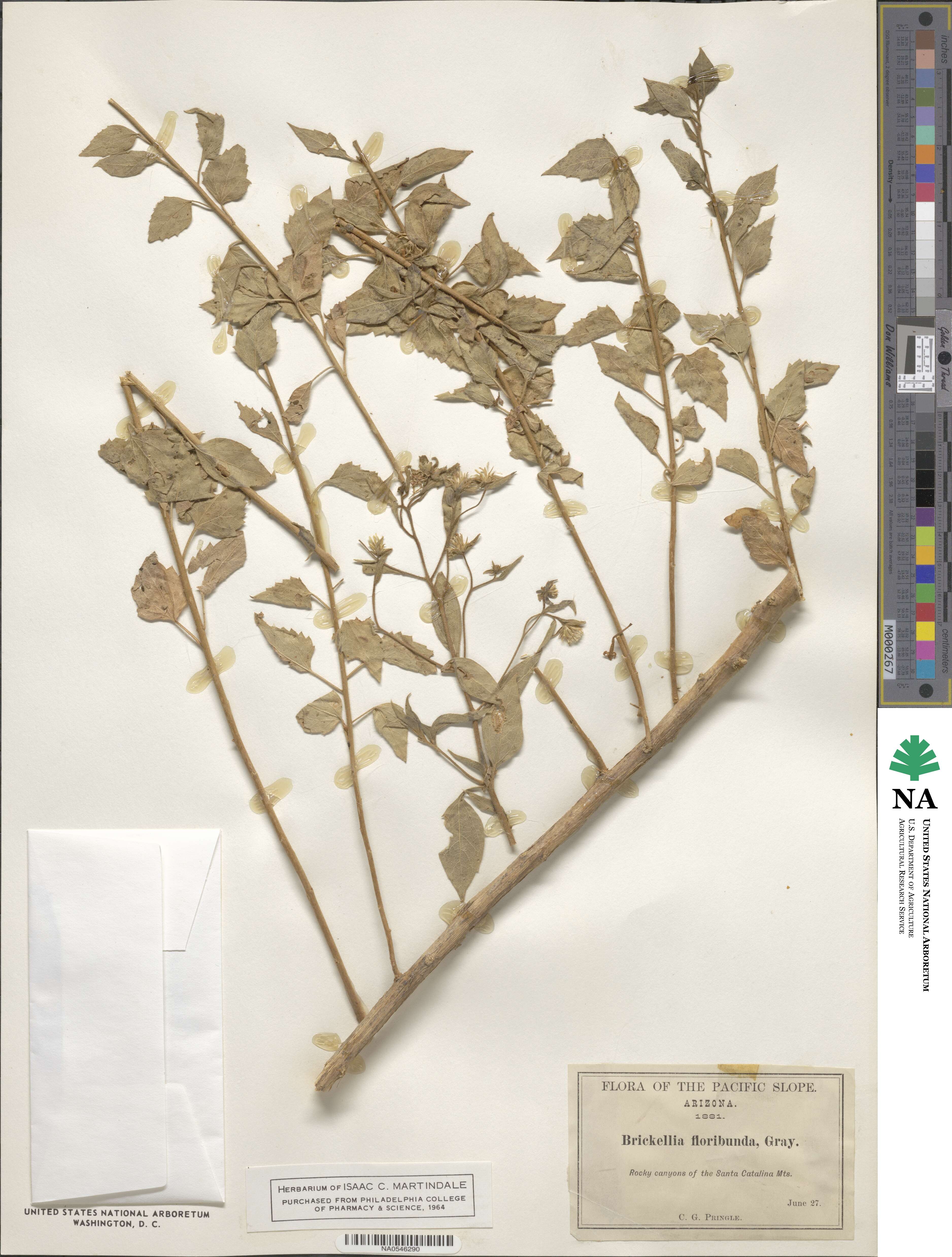 Brickellia floribunda image