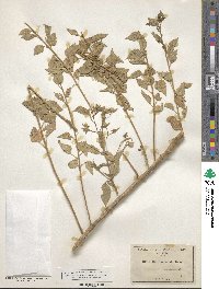 Brickellia floribunda image