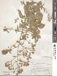 Brickellia floribunda image