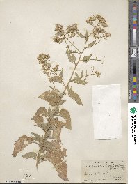 Brickellia floribunda image