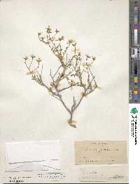 Brickellia frutescens image