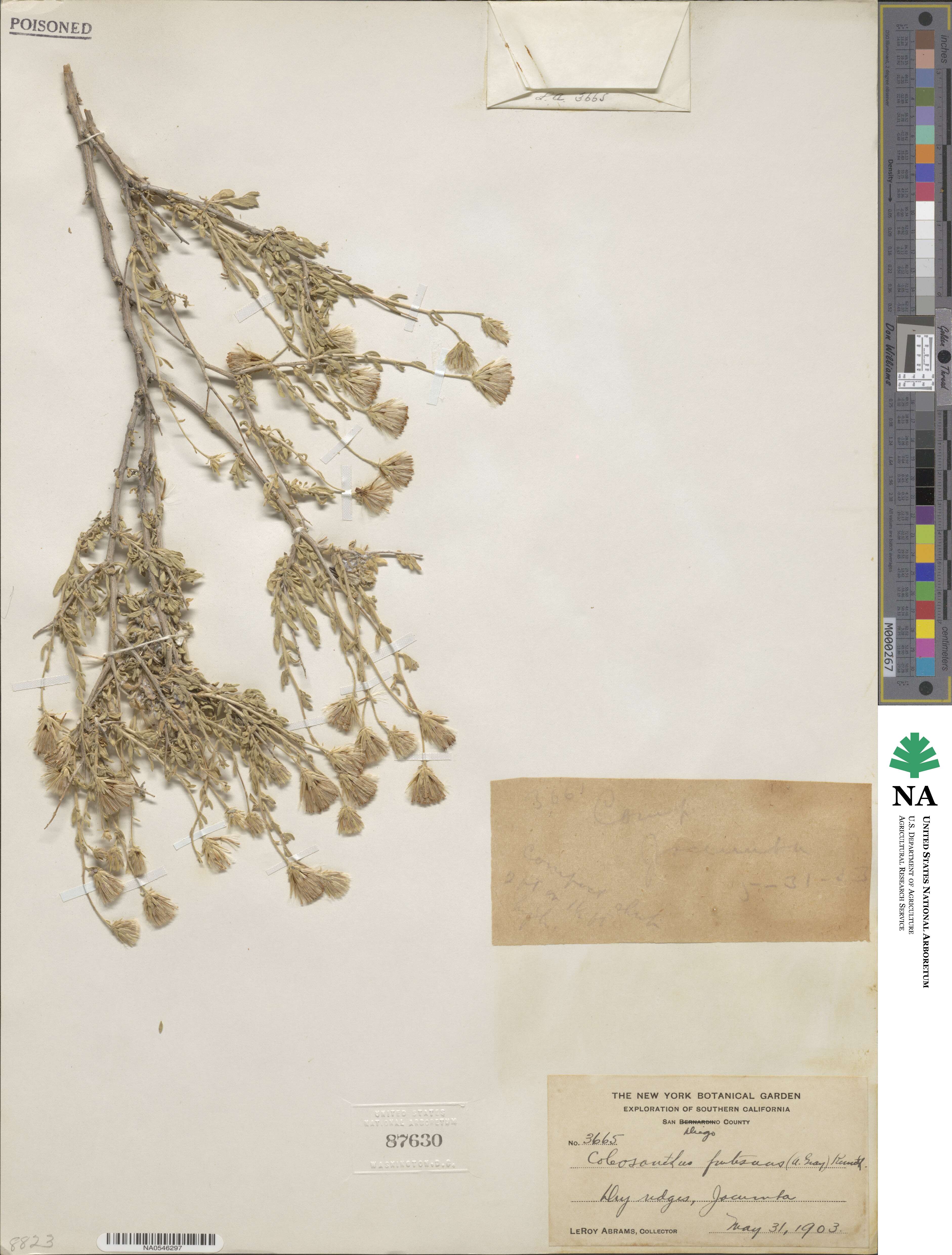 Brickellia frutescens image