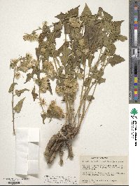 Brickellia grandiflora image