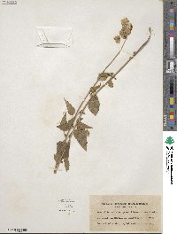 Brickellia grandiflora image