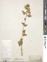 Brickellia grandiflora image