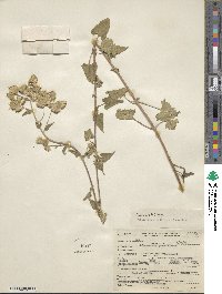 Brickellia grandiflora image