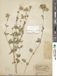 Brickellia grandiflora image