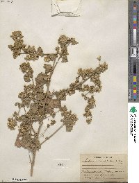 Brickellia californica image