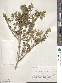 Brickellia californica image