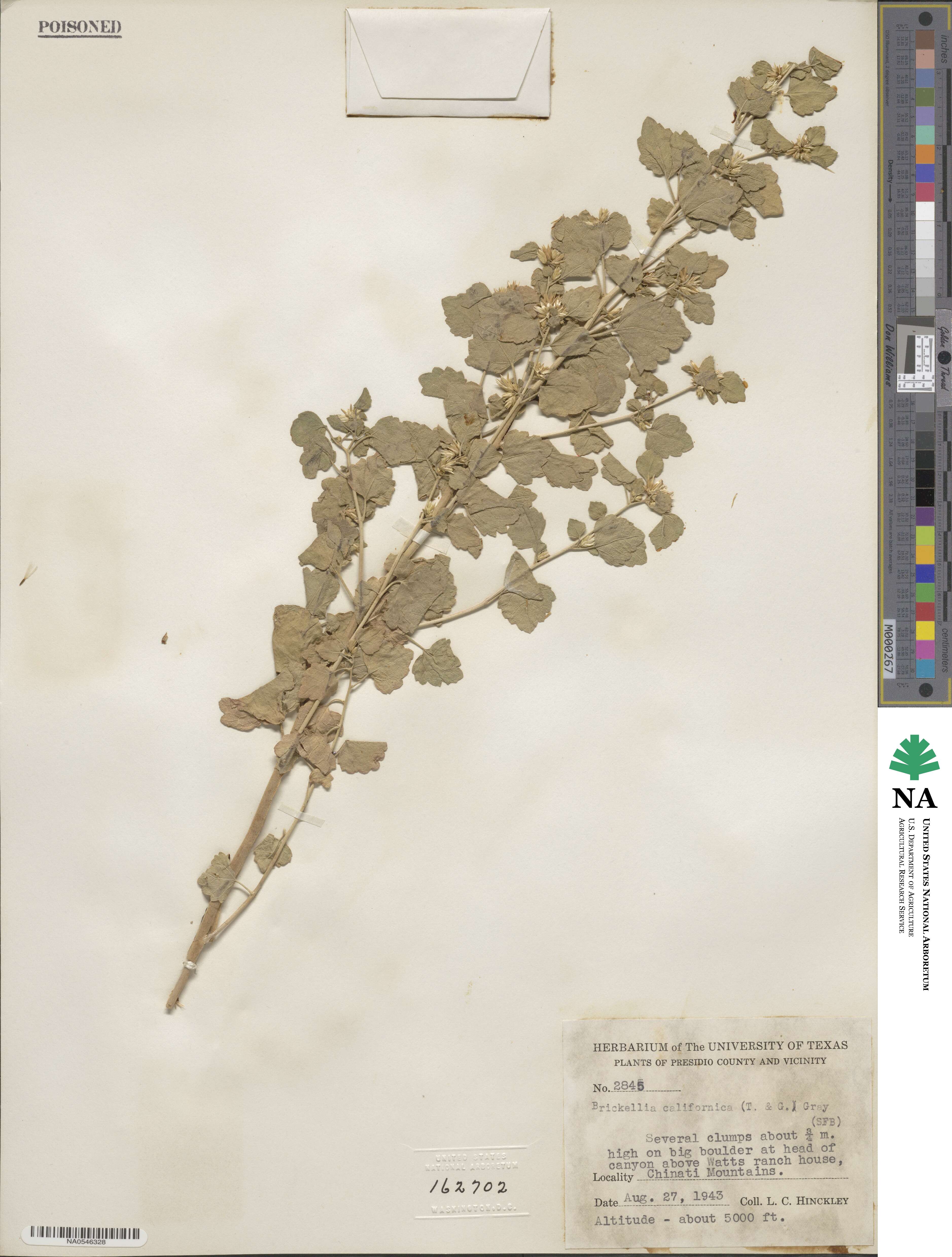 Brickellia californica image