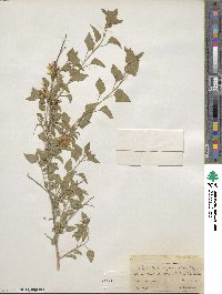 Brickellia californica image