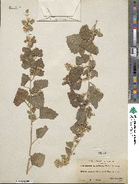 Brickellia californica image