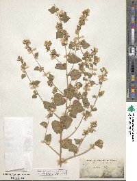 Brickellia californica image