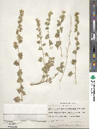 Brickellia californica image