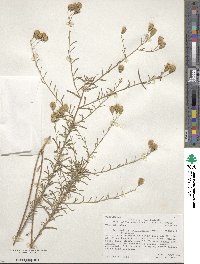 Brickellia leptophylla image